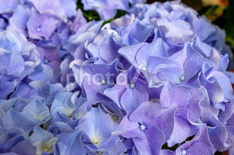 6月に咲く青紫色の紫陽花の花 紫陽花,花,6月の写真素材