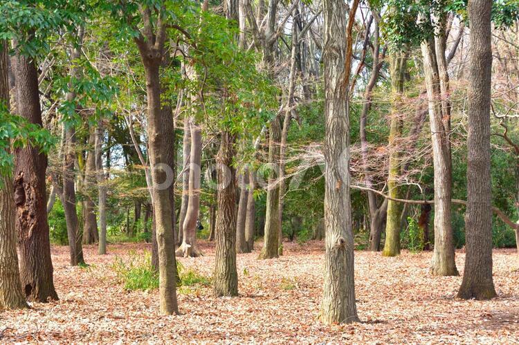 秋冬の森林　雑木林 森林,秋,冬の写真素材