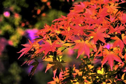 もみじ紅葉 もみじ,秋,自然の写真素材