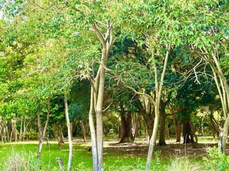 自然の風景、緑、散歩道 自然の風景、緑、散歩道の写真
