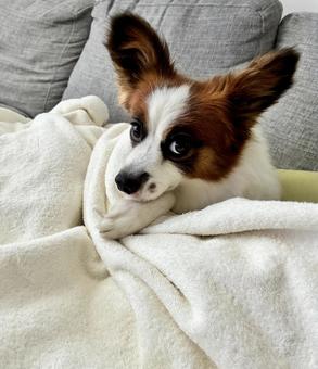 寝起きの犬 寝起きの犬の写真