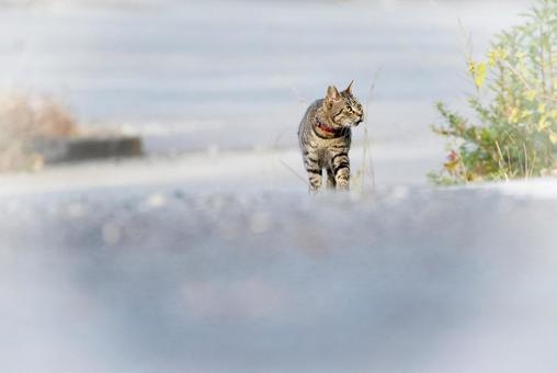 The world of stray cats, JPG The world of stray cats, JPG