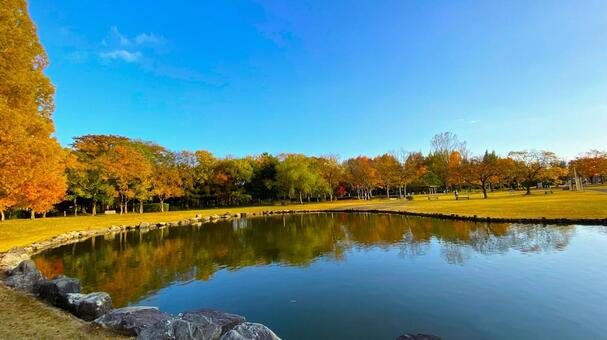 紅葉の北部公園（金沢） 紅葉,秋,公園の写真素材