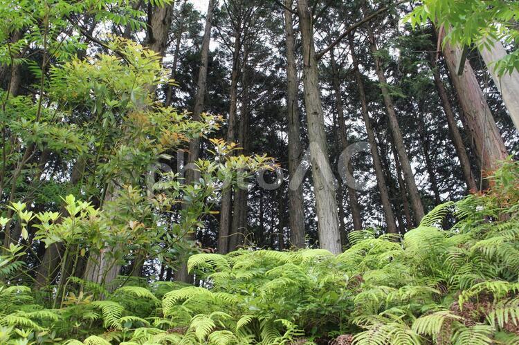 森林 森,森林,木の写真素材
