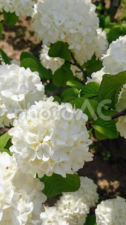 かわいい白い花（アップ） 花,植物,自然の写真素材