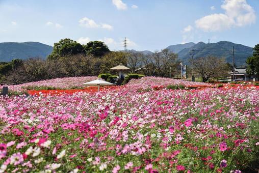 有明の森フラワー公園のコスモス 有明の森フラワー公園のコスモス コスモス,秋桜,コスモス園の写真素材