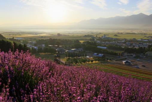 Lavender field early in the morning, JPG Lavender field early in the morning, JPG