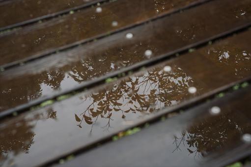 雨上りに映り込んだ葉っぱ 雨上り,反射,映り込むの写真素材