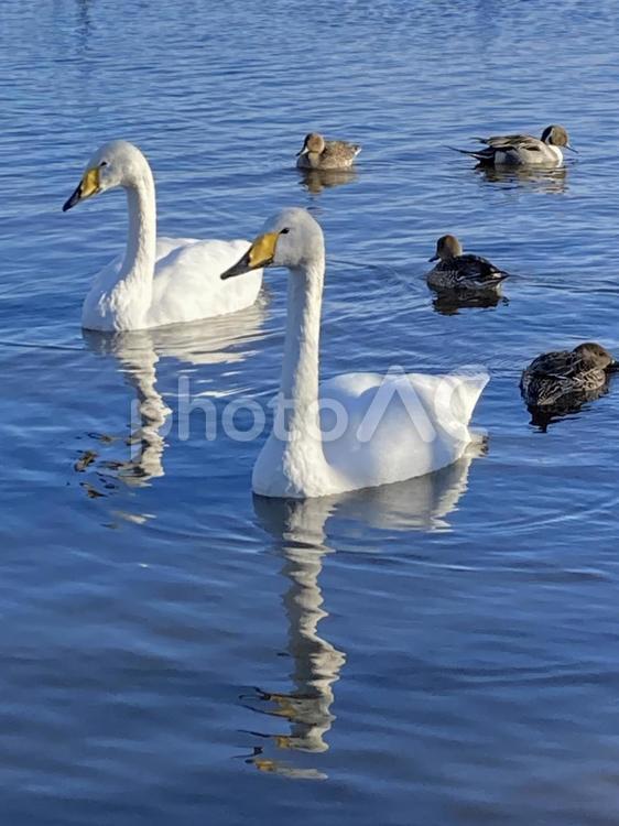 初冬の湖面でくつろぐ白鳥 冬,初冬,湖の写真素材
