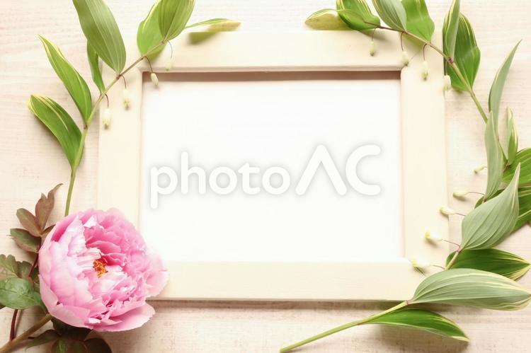 牡丹と額縁 牡丹,花,ピオニーの写真素材
