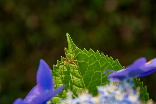 サツマノミダマシと紫陽花 サツマノミダマシと紫陽花 サツマノミダマシ,あじさい,葉の写真素材