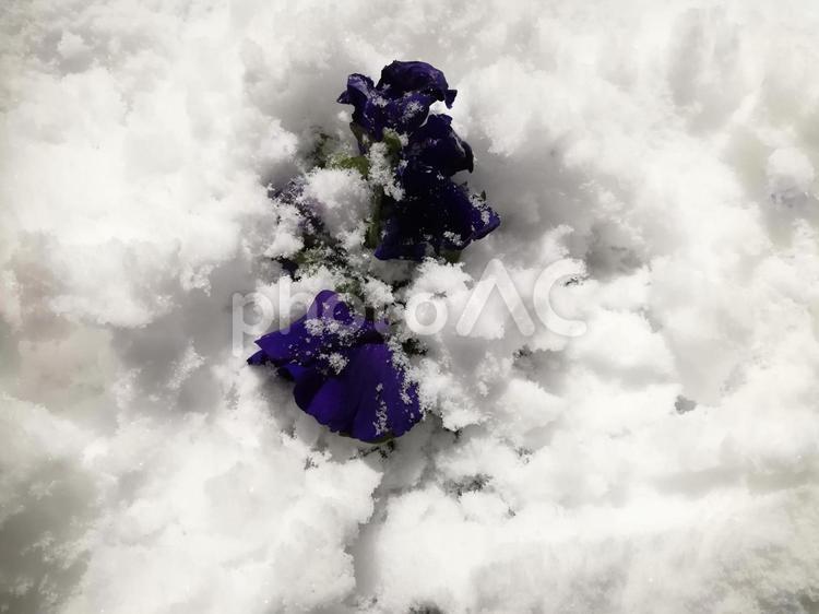 雪景色009 冬,風景,背景の写真素材