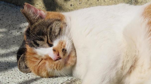 日向ぼっこと昼寝が日課のもふもふな三毛猫 三毛猫,猫,眠り猫の写真素材