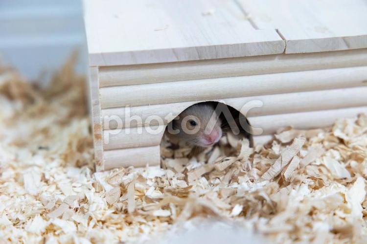 巣箱から顔を出す赤ちゃんハムスター ハムスター,ゴールデンハムスター,動物の写真素材