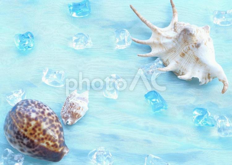 貝殻３種類　夏の涼し気なイメージ 涼し気,巻貝,水色の写真素材