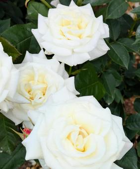 バラ 薔薇 バラ 薔薇の写真