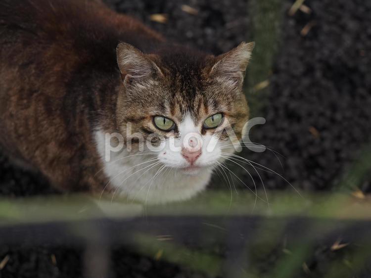 目でかたる地域猫 地域猫,白猫,くつろぐの写真素材