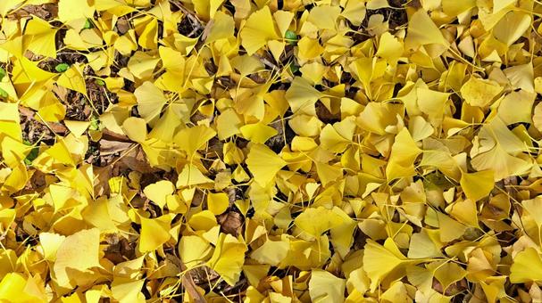 イチョウの集まり イチョウ,黄色,落ち葉の写真素材
