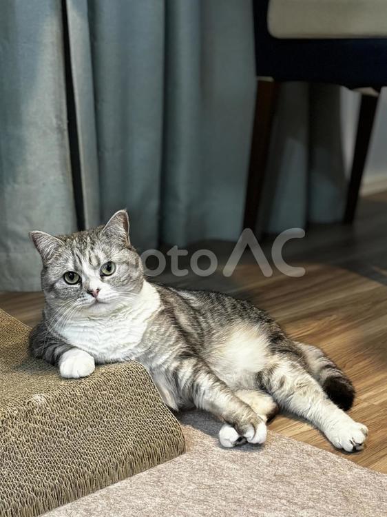 猫の眼差し ネコ,ふわふわ,catの写真素材