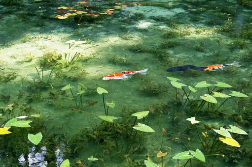 岐阜県関市 絵画の風景のようなモネの池 岐阜県関市 絵画の風景のようなモネの池の写真