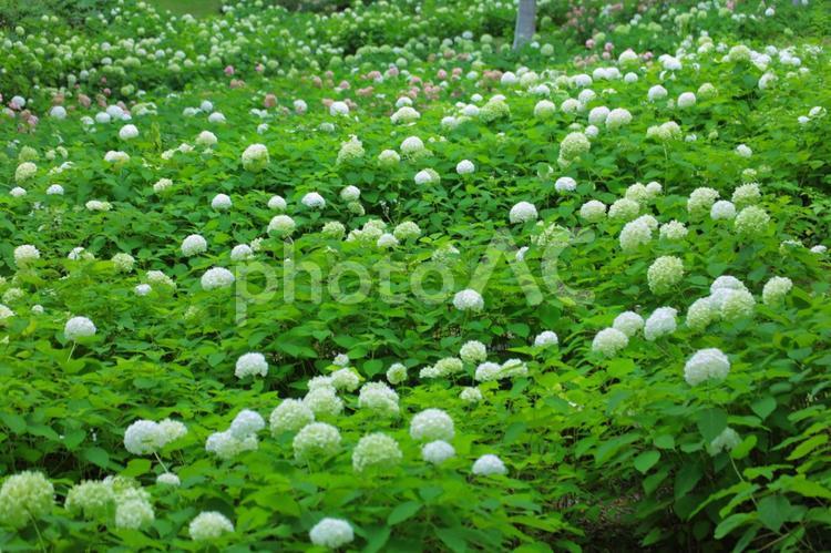 花模様ーアジサイーアナベル アナベル,花,アジサイの写真素材