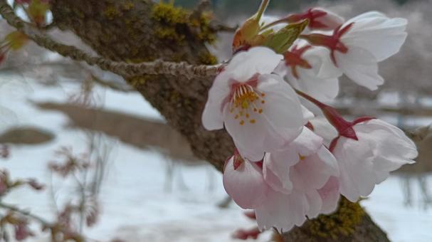 雪中桜 桜,雪,桜公園の写真素材