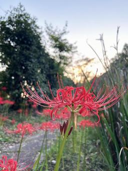 Sunset and red spider lilies, JPG
