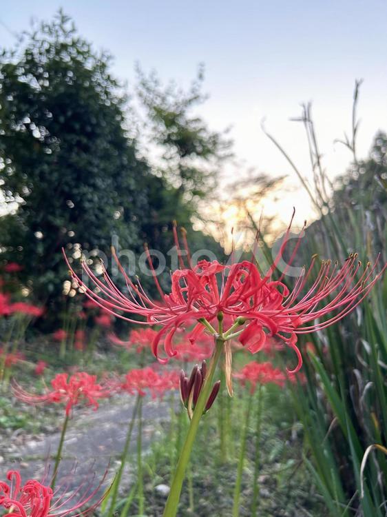 夕暮れ時と彼岸花 空,彼岸花,夕暮れ時の写真素材