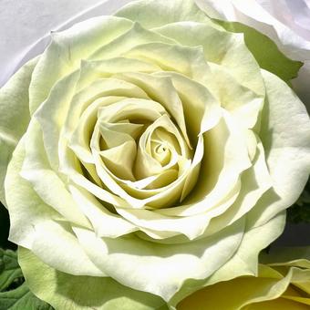 クリーム色のバラ クリーム色のバラ バラ,花,アップの写真素材
