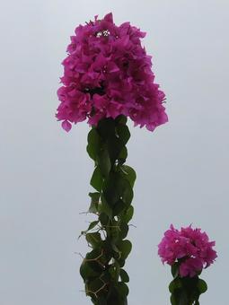 ブーゲンビリア ブーゲンビリア 花,ブーゲンビリア,ピンクの花の写真素材