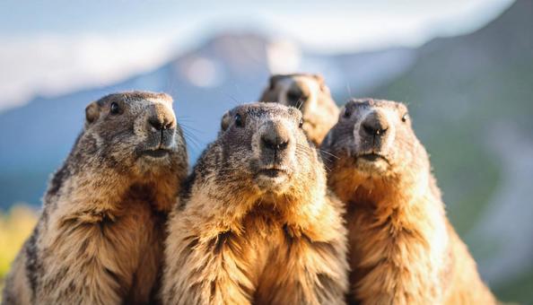 マーモットの写真
