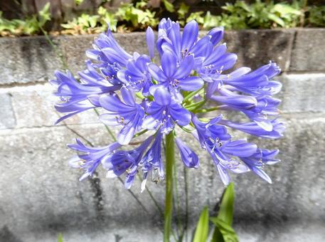 Photo, agapanthus, purple clam, blue, 