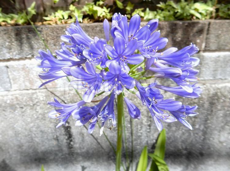 【花の写真】アガパンサス（紫君子蘭） アガパンサス,紫君子蘭,ブルーの写真素材