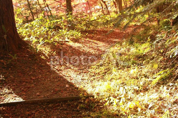 山道の木漏れ日 落ち葉,山道,秋の写真素材