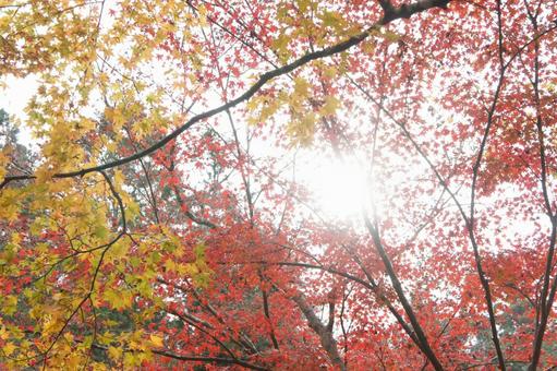紅葉 紅葉の写真