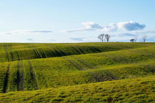 晩秋の牧草地、光と影が描く丘の波 丘,樹木,牧草地の写真素材