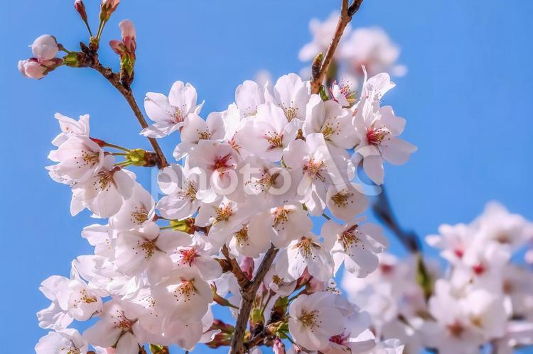 桜の開花イメージ　 桜,満開,桃色の写真素材