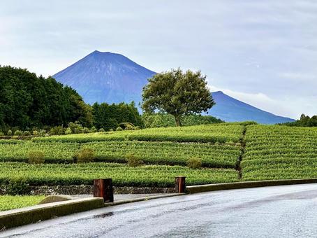 雨上がりの茶畑から見る富士山 雨上がりの茶畑から見る富士山 富士山,茶畑,お茶の写真素材