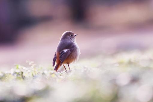 美しい背景と遠くを見つめるジョウビタキ 鳥,ジョウビタキ,冬の写真素材