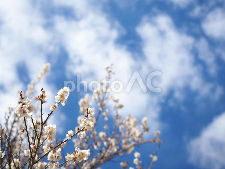 梅の花、白梅と青空 梅,白梅,青空の写真素材
