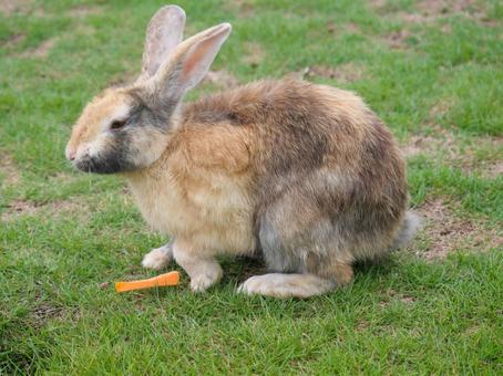 大久野島のウサギ ウサギ,かわいい,大久野島の写真素材