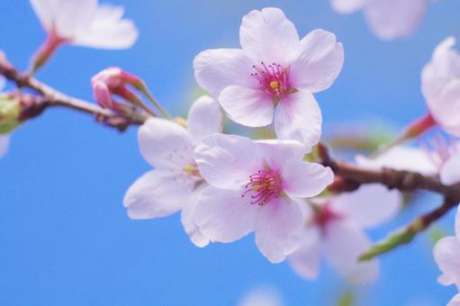 桜 桜の写真