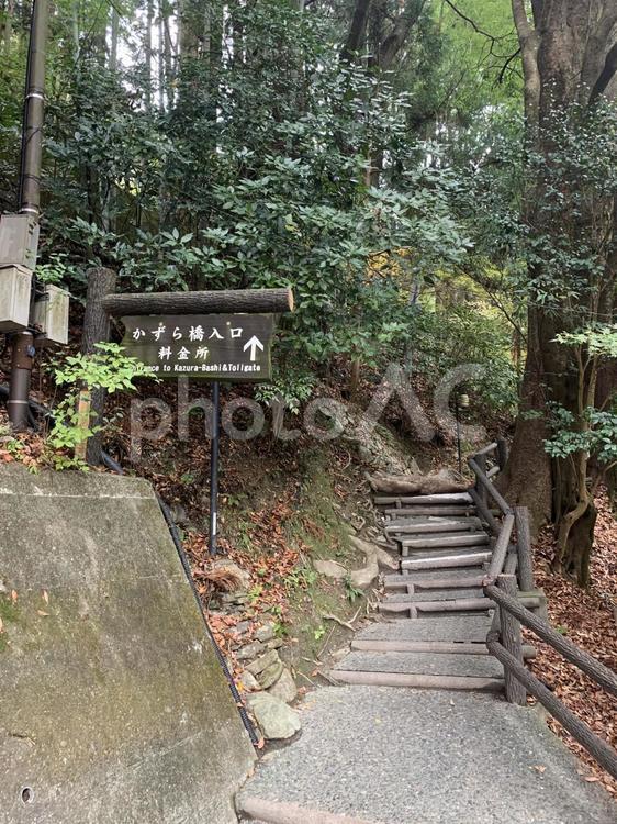 徳島県三好市の『祖谷のかずら橋』 祖谷のかずら橋,祖谷渓,吊り橋の写真素材