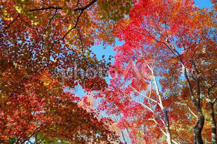紅葉 紅葉,もみじ,秋の写真素材