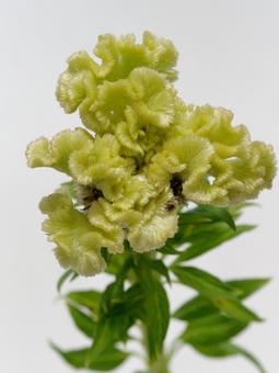 グリーンのケイトウの花 グリーンのケイトウの花 ケイトウ,花,植物の写真素材