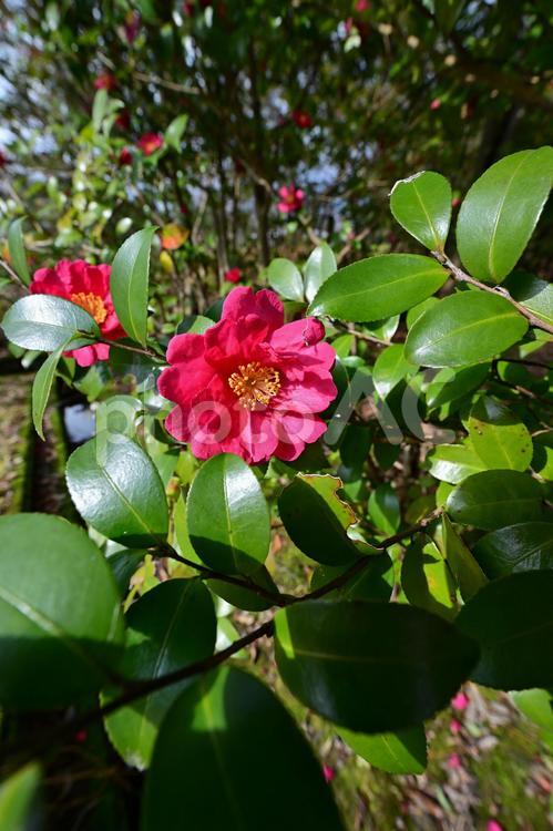 砺波市美術館前庭の寒椿 花,植物,花びらの写真素材