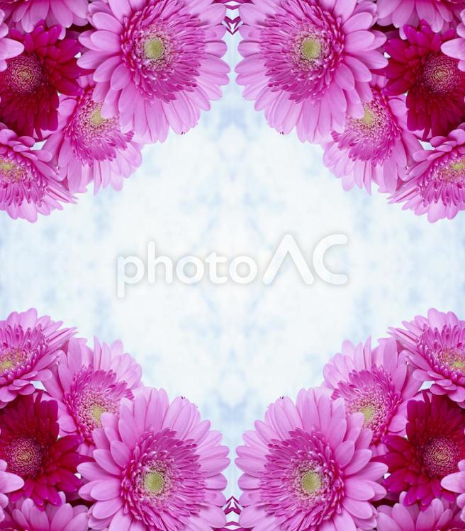 ピンクガーベラの花柄イメージ素材 花,ピンク,ガーベラの写真素材