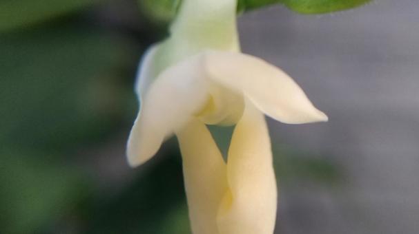 インゲン豆の花 インゲン豆の花の写真