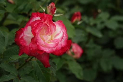 Jindai Botanical Gardens Rose Garden, JPG
