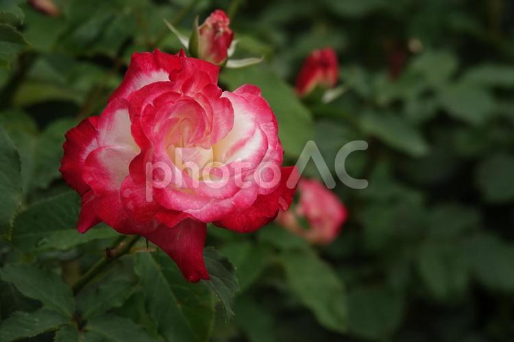 神代植物公園  ばら園 神代植物公園,バラ,ばら園の写真素材
